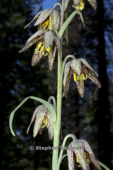 fritillaria micrantha 11 graphic